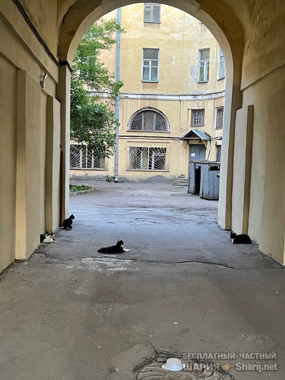 Анатолий Шарий частный канал — фото из публикации