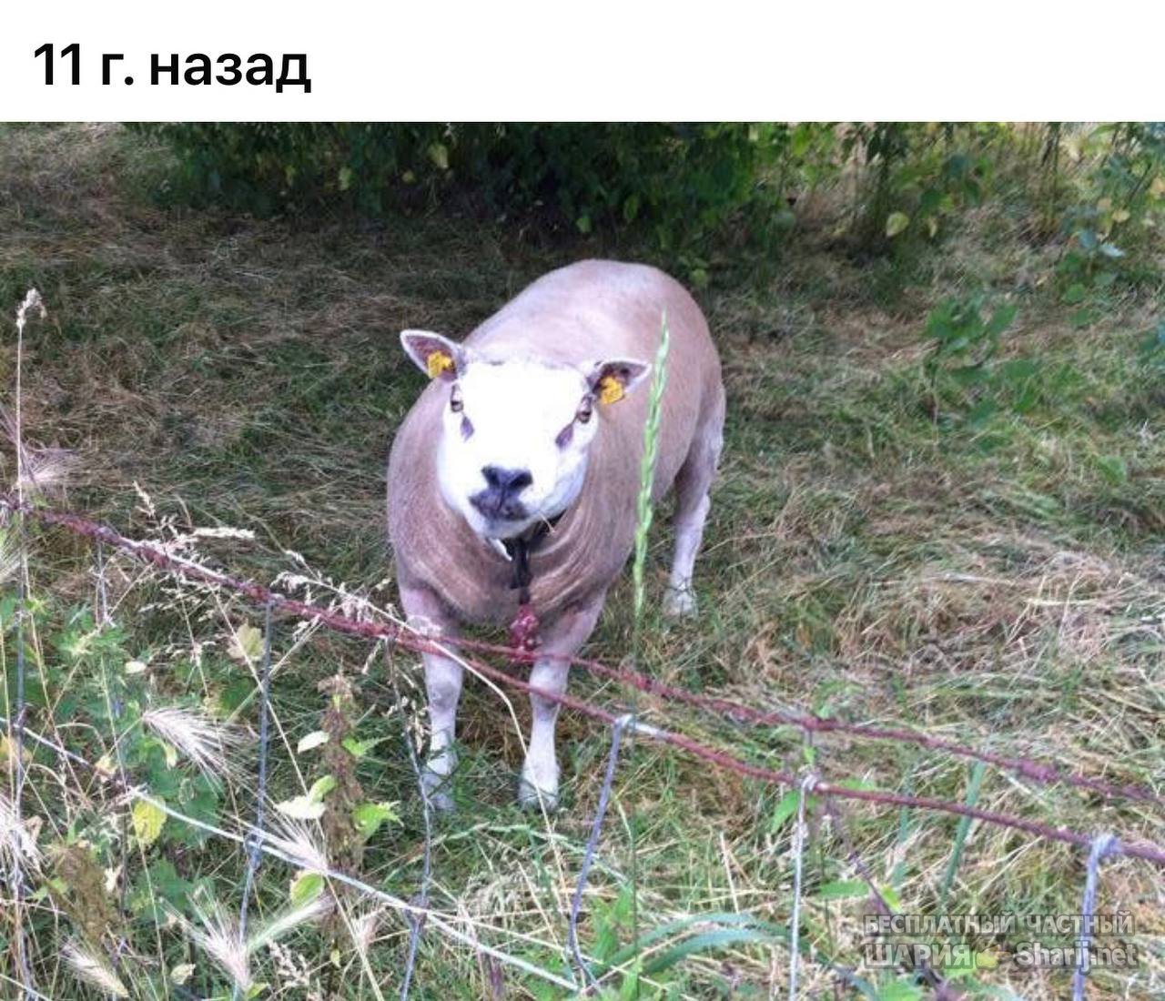 Анатолий Шарий частный канал — фото из публикации