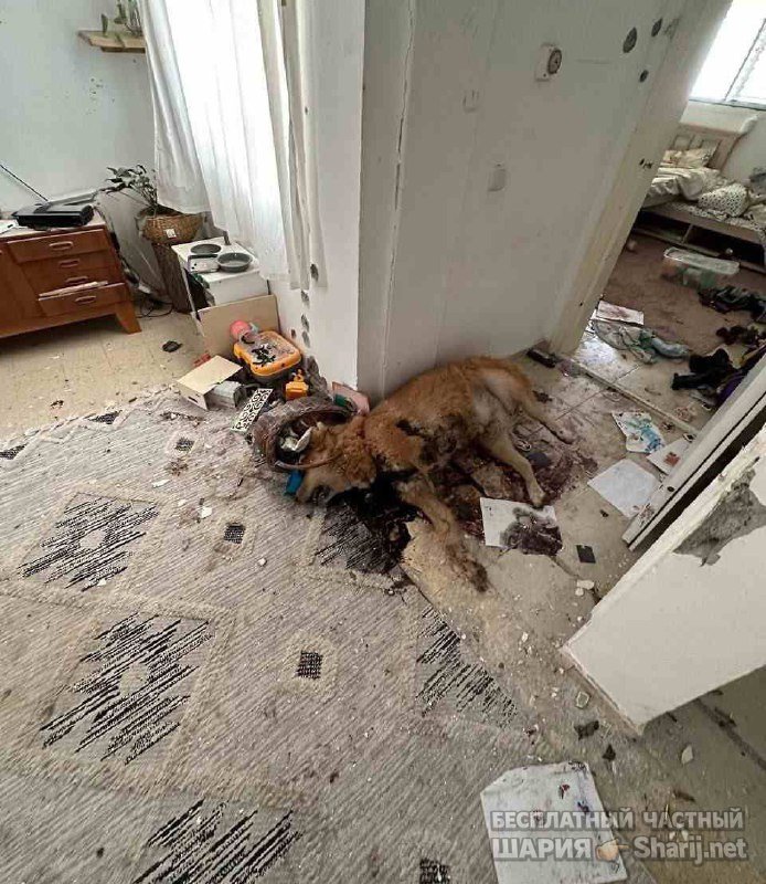 Анатолий Шарий частный канал — фото из публикации