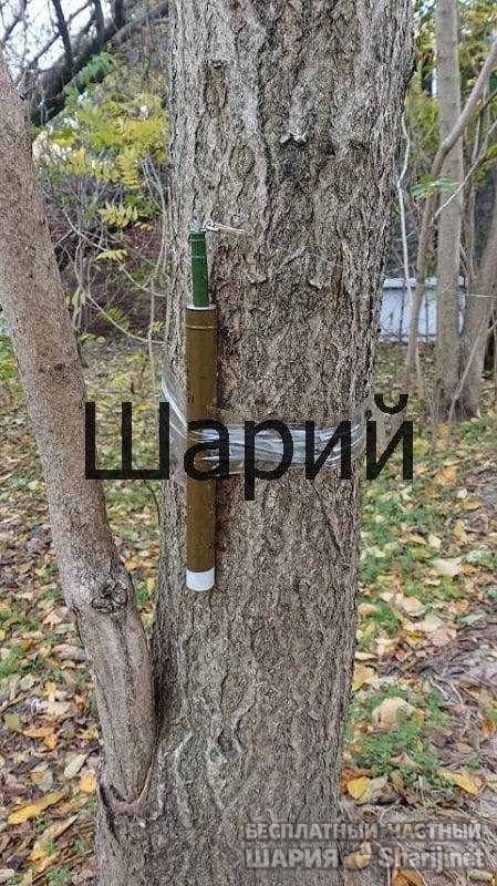 Анатолий Шарий Telegram канал — фото из публикации