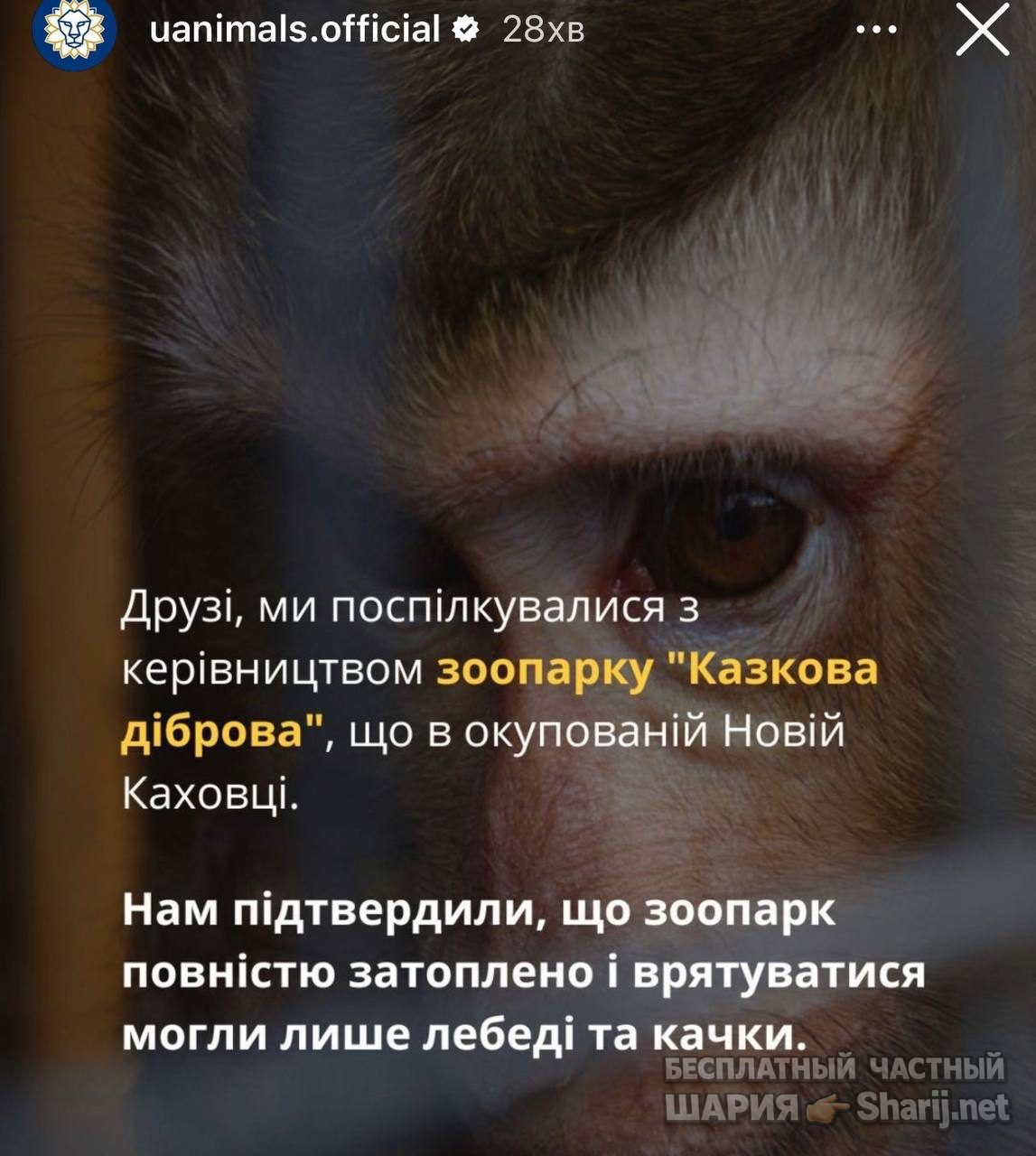 Анатолий Шарий Telegram канал — фото из публикации