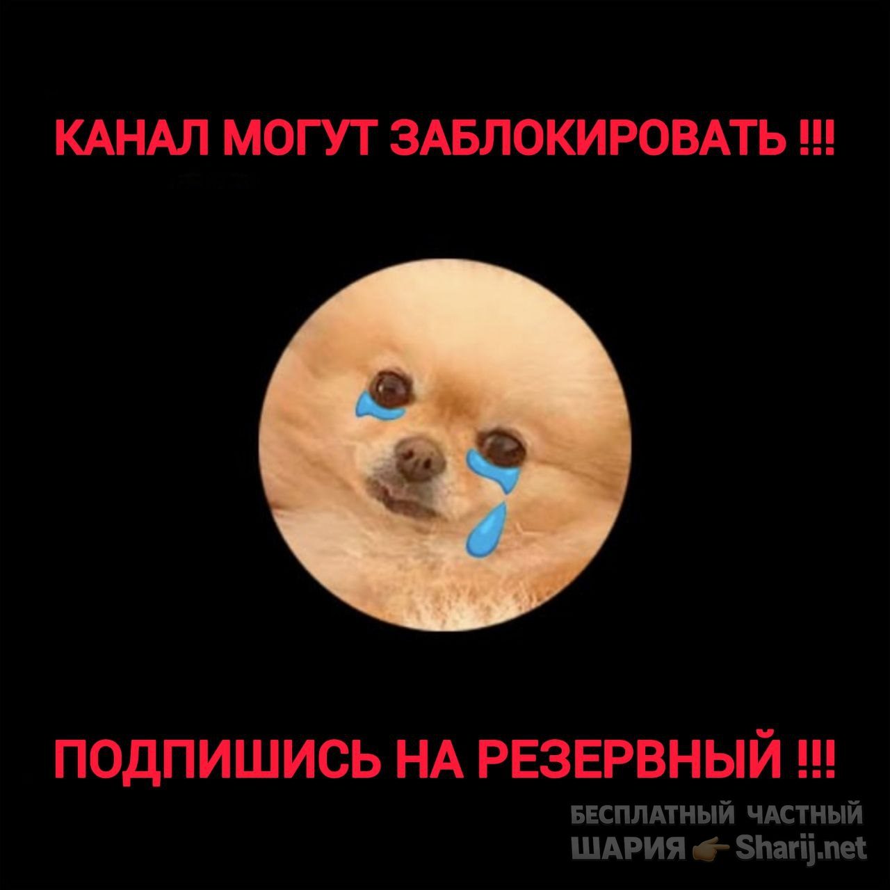 Труха Барселона — фото из публикации