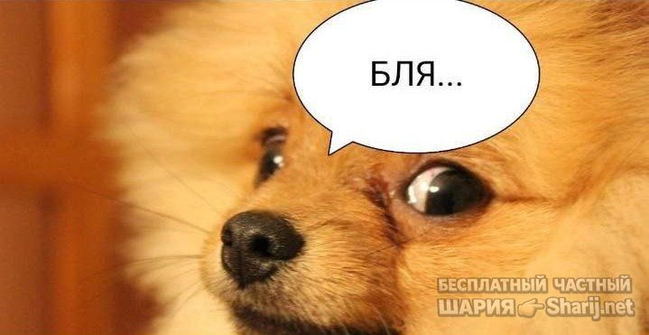 Труха Барселона — фото из публикации