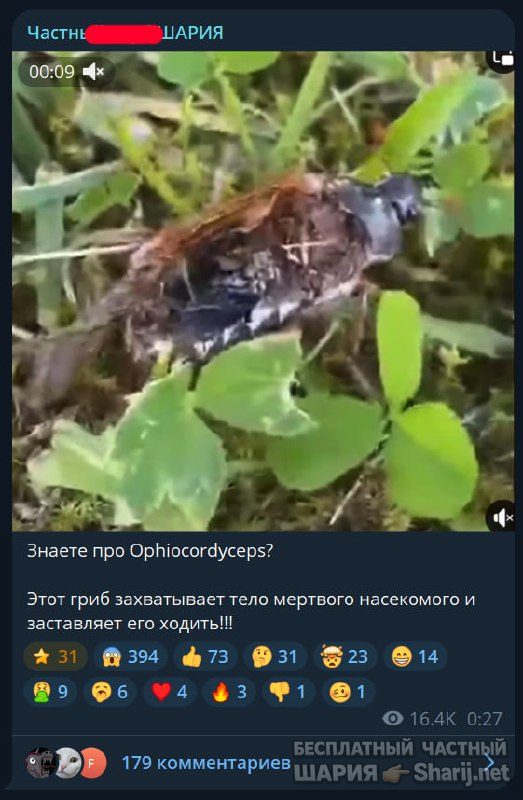 Труха Барселона — фото из публикации